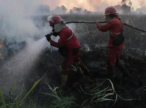 Kebakaran Hutan Meluas di Kalimantan dan Sumatera, BNPB Gerakkan Ribuan Personel