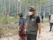 Langkah Darurat Kemenhut Selamatkan Orangutan dari Asap Kebakaran Hutan