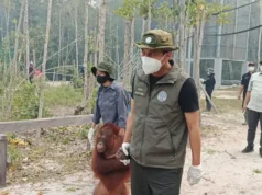Langkah Darurat Kemenhut Selamatkan Orangutan dari Asap Kebakaran Hutan