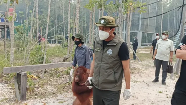 Langkah-Darurat-Kemenhut-Selamatkan-Orangutan-dari-Asap-Kebakaran-Hutan