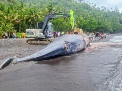 Paus Sperma Betina Terdampar di Ternate, KKP Lakukan Penguburan Terkoordinasi
