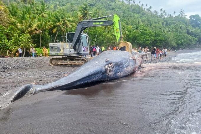 Paus Sperma Betina Terdampar di Ternate, KKP Lakukan Penguburan Terkoordinasi
