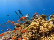 Penyelam Inggris Temukan Sisa Desa Abad Pertengahan di Dasar Laut Utara