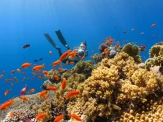 Penyelam Inggris Temukan Sisa Desa Abad Pertengahan di Dasar Laut Utara