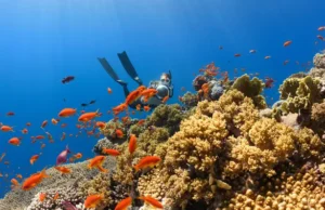 Penyelam Inggris Temukan Sisa Desa Abad Pertengahan di Dasar Laut Utara