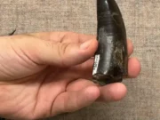 Suhu Tubuh T-Rex Terungkap Mirip Manusia, Capai 36 Derajat Celsius