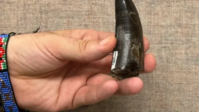Suhu-Tubuh-T-Rex-Terungkap-Mirip-Manusia-Capai-36-Derajat-Celsius