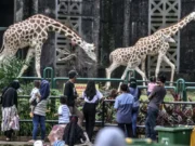Tarif Masuk Ragunan Diusulkan Naik Jadi Rp10 Ribu