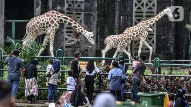 Tarif-Masuk-Ragunan-Diusulkan-Naik-Jadi-Rp10-Ribu