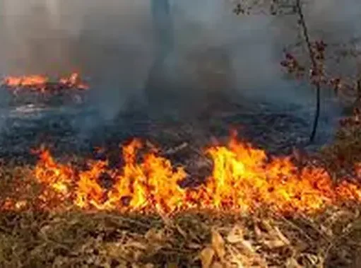 Warga Diminta Hindari Aktivitas Pemicu Kebakaran Hutan