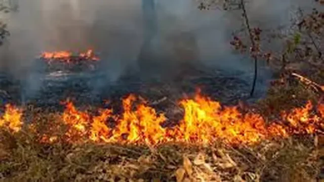 Warga-Diminta-Hindari-Aktivitas-Pemicu-Kebakaran-Hutan