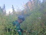 TNI Bersihkan Ladang Ganja di Yahukimo, 21.400 Batang Diamankan