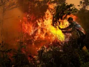 20 Perusahaan Ditetapkan Tersangka Karhutla, 4 di Antaranya PMA