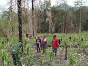Berikan Penyuluhan Pertanian, Satgas TMMD ke-130 Dorong Kemandirian Pangan Warga Yamboi