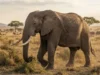 Botswana Izinkan Perburuan 23 Gajah untuk Peringatan Kemerdekaan