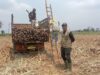 Dari Petani Singkong, Malah Berhasil Tanam Tebu Jadi Sukses
