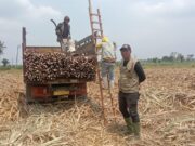 Dari Petani Singkong, Malah Berhasil Tanam Tebu Jadi Sukses