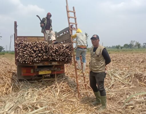 Dari Petani Singkong, Malah Berhasil Tanam Tebu Jadi Sukses