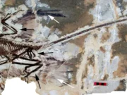 Ilmuwan China Temukan Dinosaurus Berbulu Berusia 145 Juta Tahun