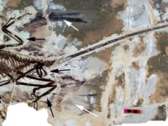 Ilmuwan China Temukan Dinosaurus Berbulu Berusia 145 Juta Tahun