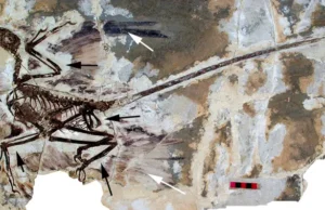 Ilmuwan China Temukan Dinosaurus Berbulu Berusia 145 Juta Tahun