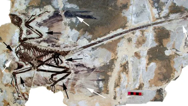 Ilmuwan-China-Temukan-Dinosaurus-Berbulu-Berusia-145-Juta-Tahun