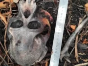 Misteri Tengkorak Orangutan Ditemukan di Kawasan Konservasi Kalbar