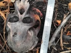 Misteri Tengkorak Orangutan Ditemukan di Kawasan Konservasi Kalbar