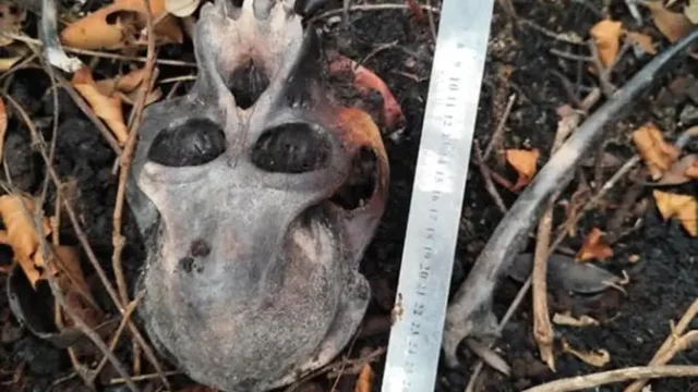 Misteri-Tengkorak-Orangutan-Ditemukan-di-Kawasan-Konservasi-Kalbar