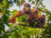 Orangutan Sumatra Tertua di Dunia Meninggal di Perth Usia 56 Tahun