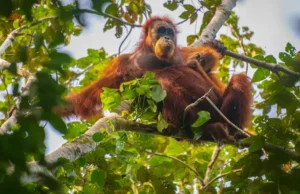 Orangutan Sumatra Tertua di Dunia Meninggal di Perth Usia 56 Tahun