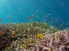 Pusat Data AI di Dasar Laut: Solusi Energi atau Ancaman Ekosistem?