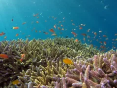 Pusat Data AI di Dasar Laut: Solusi Energi atau Ancaman Ekosistem?