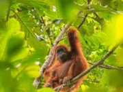 Suara Tawa Orangutan Pengaruhi Pilihan Makanan