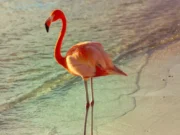 Turis Kanada Dinyatakan Bersalah Curi Flamingo di Hotel Las Vegas