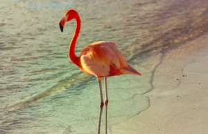 Turis Kanada Dinyatakan Bersalah Curi Flamingo di Hotel Las Vegas