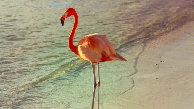 Turis-Kanada-Dinyatakan-Bersalah-Curi-Flamingo-di-Hotel-Las-Vegas