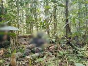 Kontak Tembak di Maybrat, Tiga Anggota Kelompok Bersenjata OPM Dilaporkan Meninggal Dunia
